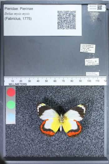 Media type: image;   Entomology 74554